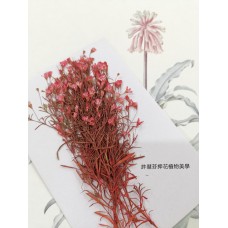 滿天星-細枝紅色-押花花材