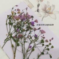 霞草-紫色-押花花材