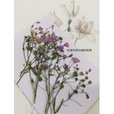 霞草-紫色-押花花材
