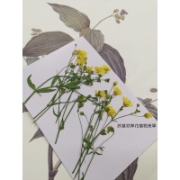 霞草-黃色-押花花材