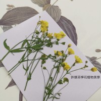 霞草-黃色-押花花材