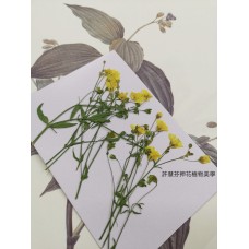 霞草-黃色-押花花材