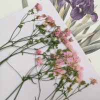 霞草-粉紅色-押花花材