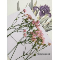 霞草-粉紅色-押花花材