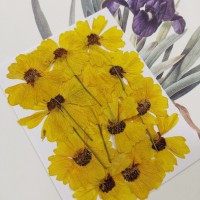 蛇目菊-原色-押花花材