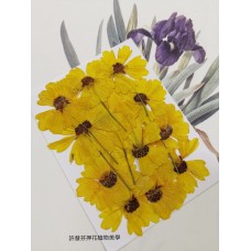 蛇目菊-原色-押花花材