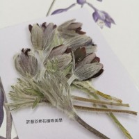 翁草-原色含苞-押花花材