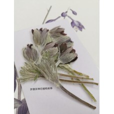 翁草-原色含苞-押花花材
