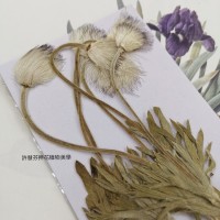 翁草-原色-押花花材