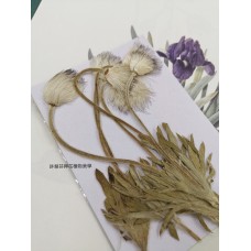 翁草-原色-押花花材