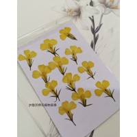 六倍利-原色黃-押花花材