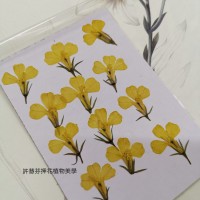 六倍利-原色黃-押花花材