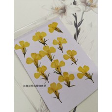 六倍利-原色黃-押花花材