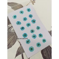 滿天星-天藍色正面-押花花材