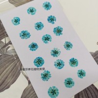 滿天星-天藍色正面-押花花材