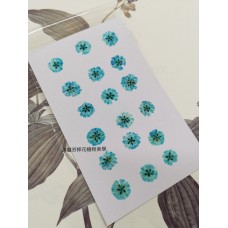 滿天星-天藍色正面-押花花材