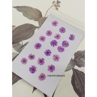 滿天星-紫色正面-押花花材