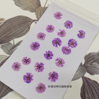 滿天星-紫色正面-押花花材