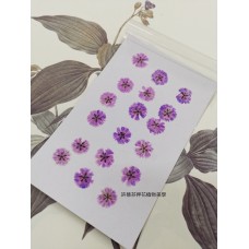 滿天星-紫色正面-押花花材