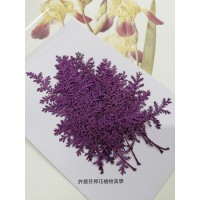 石捲柏-紫色-押花花材
