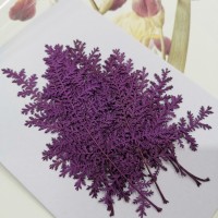 石捲柏-紫色-押花花材
