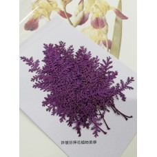 石捲柏-紫色-押花花材