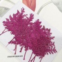 石捲柏-紫紅色-押花花材