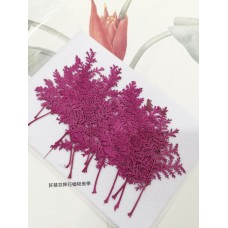 石捲柏-紫紅色-押花花材