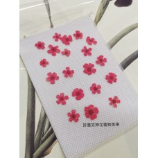 小手球-紅色正面-押花花材