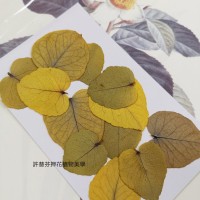 尤加利葉-原黃色-押花葉材