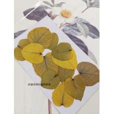 尤加利葉-原黃色-押花葉材