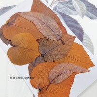 尤加利葉-橘色-押花花材