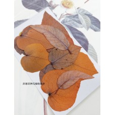 尤加利葉-橘色-押花花材