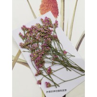 水晶花-原色粉-押花花材