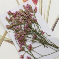 水晶花-原色粉-押花花材