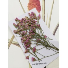 水晶花-原色粉-押花花材