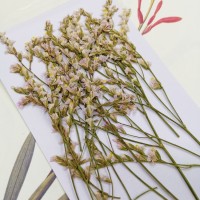 水晶花-原色白粉-押花花材