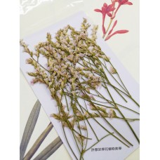 水晶花-原色白粉-押花花材