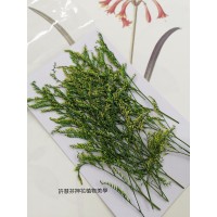 卡斯比亞-黃色-押花花材