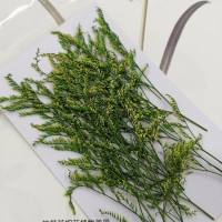 卡斯比亞-黃色-押花花材