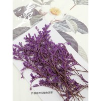 卡斯比亞-紫紅色-押花花材