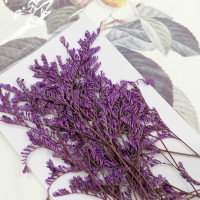 卡斯比亞-紫紅色-押花花材