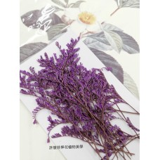 卡斯比亞-紫紅色-押花花材
