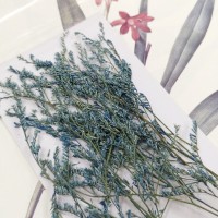 卡斯比亞-淡藍色-押花花材