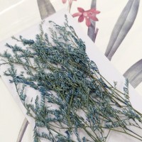 卡斯比亞-淡藍色-押花花材