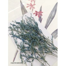 卡斯比亞-淡藍色-押花花材