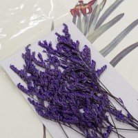 卡斯比亞-紫色-押花花材