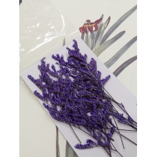 卡斯比亞-紫色-押花花材