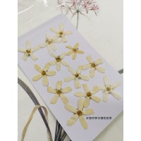 藍星花-白色-押花花材