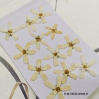 藍星花-白色-押花花材